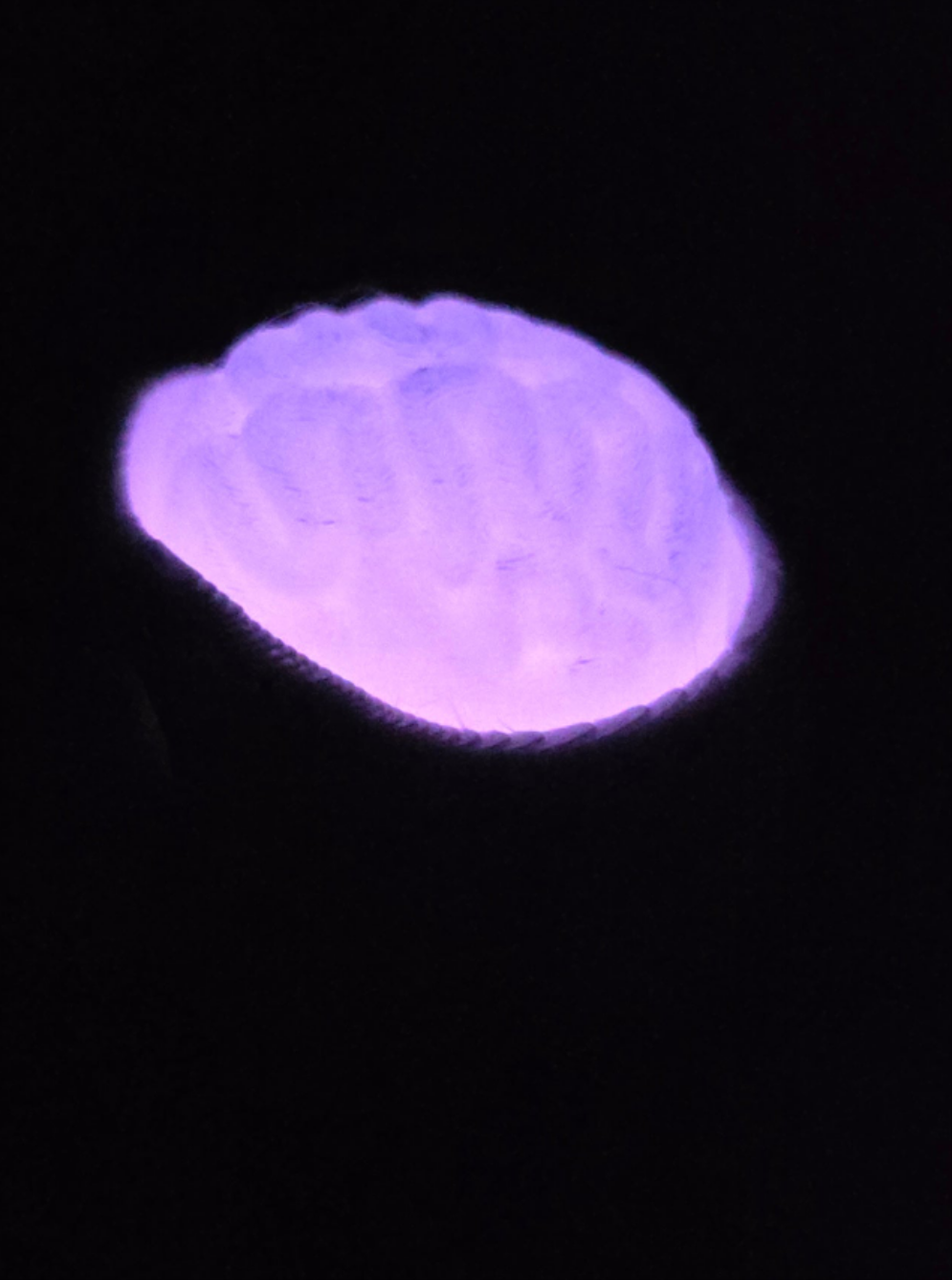 Small brain clicker keychain (glow in the dark)