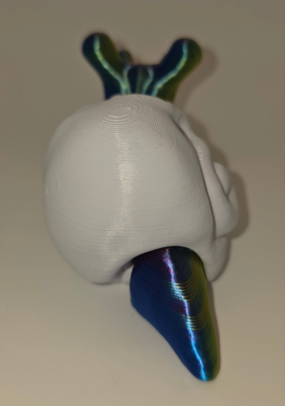 Skull shelled snails